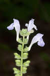 Heartleaf skullcap